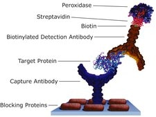 Streptavidin from Streptomyces avidinii affinity purified, lyophilized from 10 mM potassium phosphate, ≥13 U/mg protein