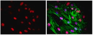 Anti-Nuclei Antibody, clone 235-1, Cy3 conjugate clone 235-1, from mouse, CY3 conjugate