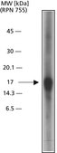 Anti-Caspase 3, Active antibody produced in rabbit IgG fraction of antiserum, buffered aqueous solution