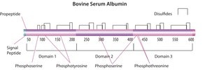 Bovine Serum Albumin solution 30%±2% in 0.85% sodium chloride, aseptically filled