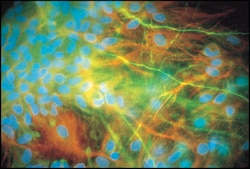 Anti-Neurofilament 200 antibody produced in rabbit IgG fraction of antiserum, buffered aqueous solution