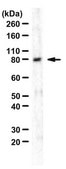 Anti-PI3 Kinase Antibody, p85 from rabbit, purified by affinity chromatography