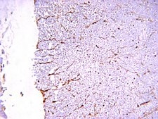 Anti-NMDAR1 Antibody, clone 54.1 clone 54.1, Chemicon®, from mouse