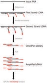 Complete Whole Transcriptome Amplification Kit DNA polymerase included, Complete Kit with optimized enzyme to amplify total RNA in <4 hours, no 3′ bias
