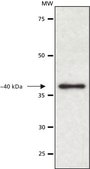Anti-Paraoxonase 1 (PON1) antibody produced in rabbit ~1 mg/mL, affinity isolated antibody, buffered aqueous solution