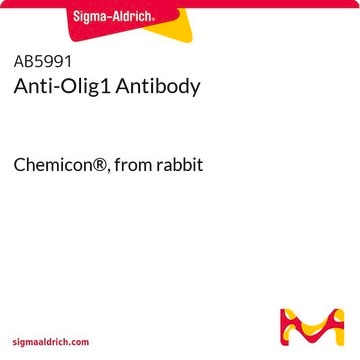 Anti-Olig1 Antibody Chemicon®, from rabbit