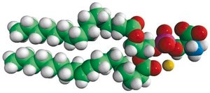 16:0-18:1 PS (POPS) Avanti Research™ - A Croda Brand