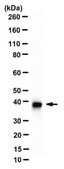 Anti-beta-Actin Antibody, clone 4C2 clone 4C2, from mouse