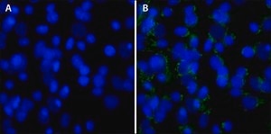 DAPI, dilactate ≥98% (HPLC)