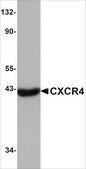 Anti-CXCR4 antibody produced in rabbit IgG fraction of antiserum, buffered aqueous solution