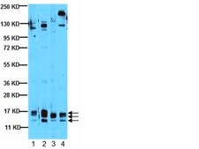 Anti-VEGF Antibody, clone VG1 ascites fluid, clone VG1, from mouse
