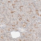 Anti-GNAS antibody produced in rabbit Prestige Antibodies® Powered by Atlas Antibodies, affinity isolated antibody, buffered aqueous glycerol solution, ab1