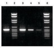 PCR Nucleotide Mix solution, sufficient for 500 reactions (11581295001), sufficient for 5,000 reactions (11814362001), sufficient for 2,500 reactions (04638956001)