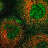 Anti-ARHGEF12 antibody produced in rabbit Prestige Antibodies® Powered by Atlas Antibodies, affinity isolated antibody, buffered aqueous glycerol solution