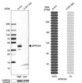 Anti-GPRC5A antibody produced in rabbit Prestige Antibodies® Powered by Atlas Antibodies, affinity isolated antibody, buffered aqueous glycerol solution