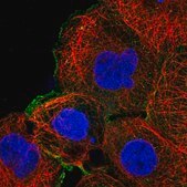 Anti-MAP2K1 antibody produced in rabbit Prestige Antibodies® Powered by Atlas Antibodies, affinity isolated antibody, buffered aqueous glycerol solution
