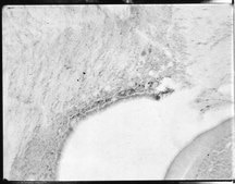 Anti-Dopamine β Hydroxylase-SAP Antibody, clone 4F10.2 clone 4F10.2, Chemicon®, from mouse
