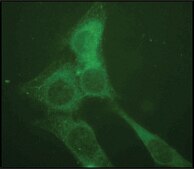 Anti-LAMP2 antibody produced in rabbit affinity isolated antibody, buffered aqueous solution