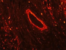 Monoclonal Anti-Vimentin−Cy3 antibody produced in mouse clone V9, purified immunoglobulin, buffered aqueous solution