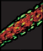 Monoclonal Anti-Vinculin antibody produced in mouse clone VIN-11-5, ascites fluid