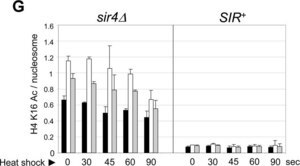 抗アセチル-ヒストンH4（Lys16）抗体 Upstate&#174;, from rabbit