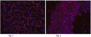 Anti-NeuN Antibody, clone A60, Alexa Fluor™ 555 Conjugate clone A60, from mouse, ALEXA FLUOR™ 555