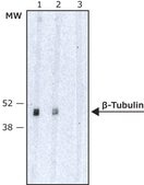 抗βチューブリンアイソタイプIII抗体、マウスモノクローナル マウス宿主抗体 clone SDL.3D10, purified from hybridoma cell culture