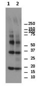 Anti-alpha-Synuclein Antibody, oligomer-specific Syn33 from rabbit