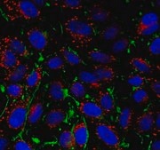 Anti-alpha-Actin Antibody, Smooth Muscle from rabbit, purified by affinity chromatography