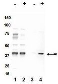 Anti-phospho-p38α (Thr180/Tyr182) Antibody Upstate®, from rabbit
