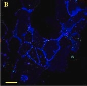 Anti-Actin, α-Smooth Muscle - Cy3™ antibody, Mouse monoclonal clone 1A4, purified from hybridoma cell culture