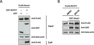 Monoclonal Anti-Glutathione-S-Transferase (GST) antibody produced in mouse clone GST-2, ascites fluid