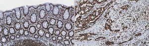 Anti-trimethyl-Histone H3 (Lys4) Antibody, clone MC315, rabbit monoclonal culture supernatant, clone MC315, Upstate&#174;