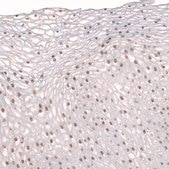 Anti-TET3 antibody produced in rabbit Prestige Antibodies® Powered by Atlas Antibodies, affinity isolated antibody, buffered aqueous glycerol solution