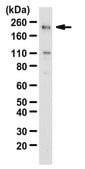 Anti-SNF2β/BRG1 Antibody serum, Upstate®