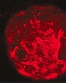 Anti-Stage-Specific Embryonic Antigen-1 Antibody, clone MC-480 clone MC-480, Chemicon®, from mouse
