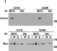 Anti-HA antibody produced in rabbit affinity isolated antibody, buffered aqueous solution