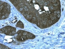 Anti-Heat Shock Protein 90α Antibody from rabbit