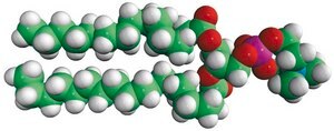 16:0-18:0 PC 1-palmitoyl-2-stearoyl-sn-glycero-3-phosphocholine, chloroform