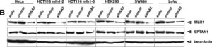 Anti-Spectrin alpha chain (nonerythroid) Antibody, clone AA6 clone AA6, Chemicon®, from mouse