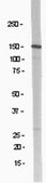 Anti-NR2B Antibody Upstate®, from rabbit