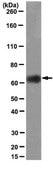 Anti-GPR177 Antibody, clone YJ5 clone YJ5, from mouse