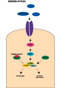 Rapamycin from Streptomyces hygroscopicus ≥95% (HPLC), powder