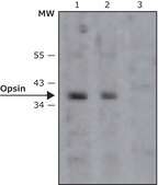 Anti-Opsin antibody, Mouse monoclonal clone RET-P1, purified from hybridoma cell culture