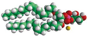 18:1 (Δ9-Trans) PG 1,2-dielaidoyl-sn-glycero-3-phospho-(1′-rac-glycerol) (sodium salt), powder