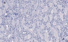 抗Kras抗体、クローン2J13、ZooMAb® ウサギモノクローナル recombinant, expressed in HEK 293 cells