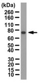 Anti-FOXC1 Antibody from rabbit, purified by affinity chromatography