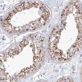 Anti-SH3BP5 antibody produced in rabbit Prestige Antibodies® Powered by Atlas Antibodies, affinity isolated antibody, buffered aqueous glycerol solution