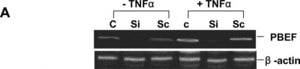 Anti-β-Actin antibody, Mouse monoclonal clone AC-15, purified from hybridoma cell culture