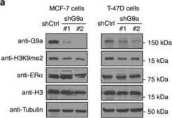 Anti-β-Tubulin antibody, Mouse monoclonal ~2.0 mg/mL, clone AA2, purified from hybridoma cell culture